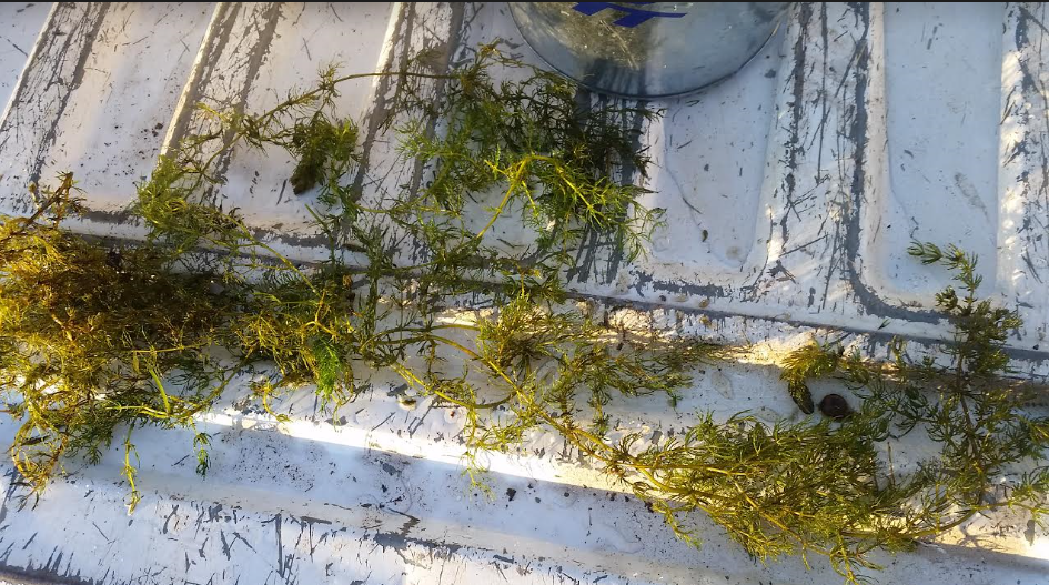Attached picture Pond weed.PNG